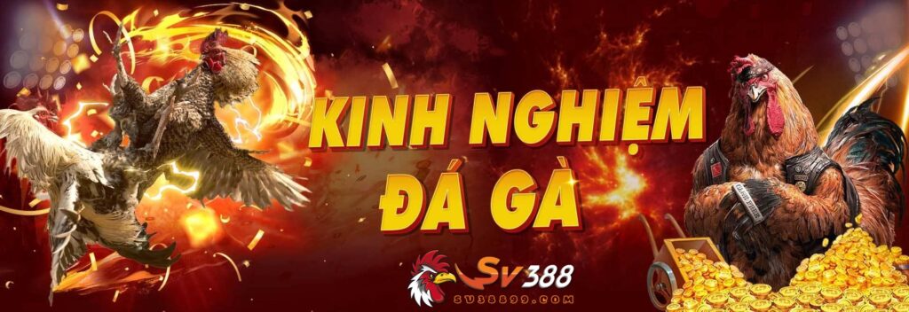 Banner gà SV388