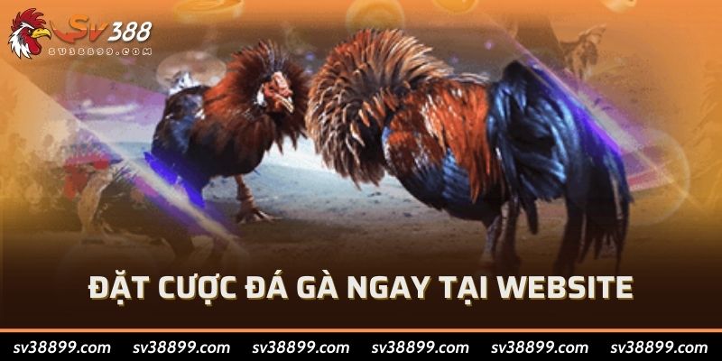 Đặt cược đá gà ngay tại Website