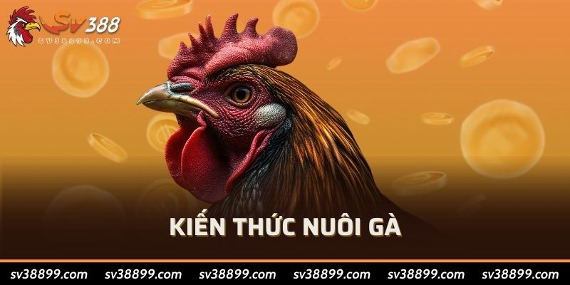 Kiến thức nuôi gà