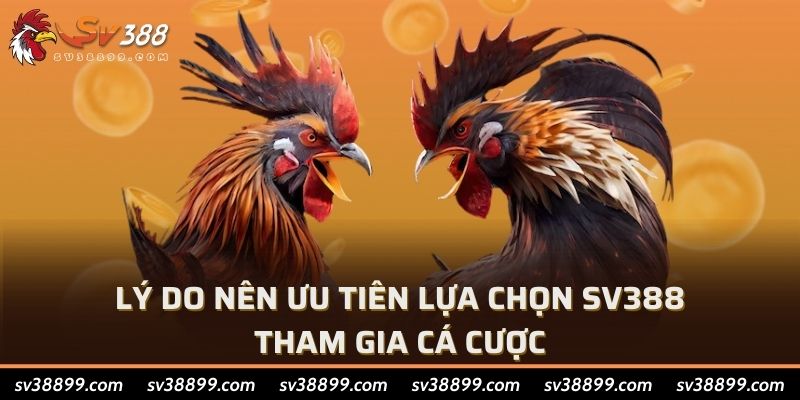 Lý do nên ưu tiên lựa chọn SV388 tham gia cá cược