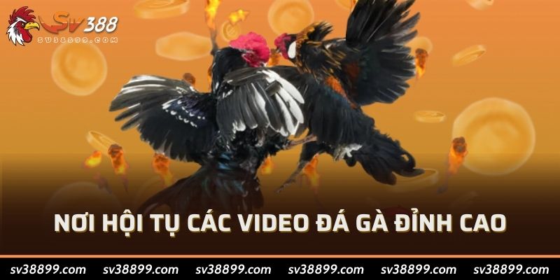 Nơi hội tụ các video đá gà đỉnh cao