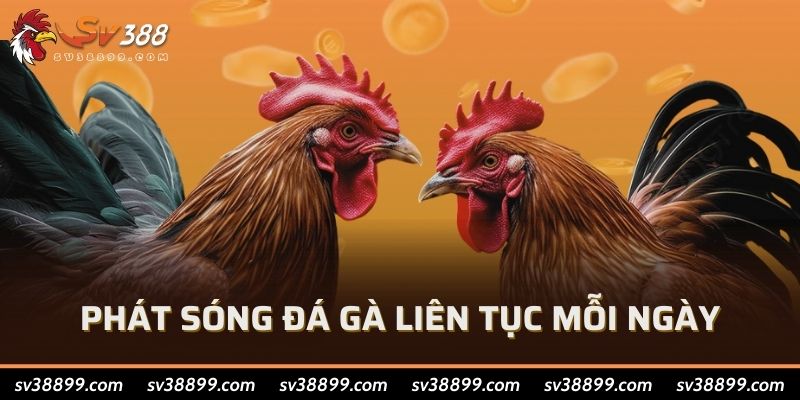 Phát sóng đá gà liên tục mỗi ngày