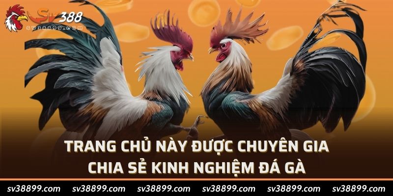 Trang chủ này được chuyên gia chia sẻ kinh nghiệm đá gà